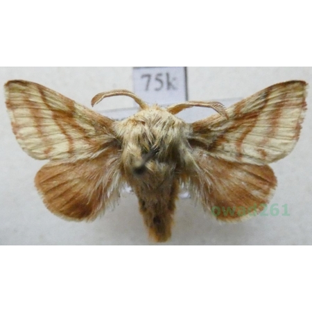 Malacosoma castrensis (Linnaeus, 1758) male Barczatka wilczomleczówka Slovakia75k